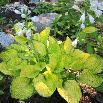 Хоста Hosta ‘Rainforest Sunrise’